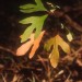Sassafras